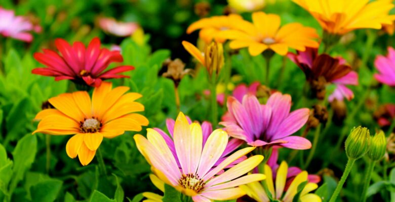 assorted color flowers