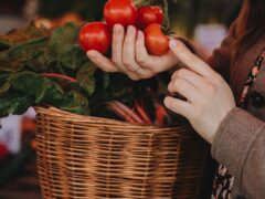a person holding fresh tomatoes
