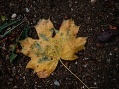 wet yellow leaf