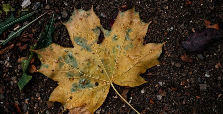 wet yellow leaf